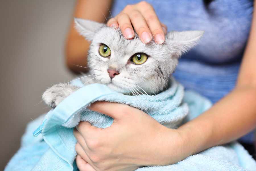 ¿Realmente los gatos necesitan bañarse