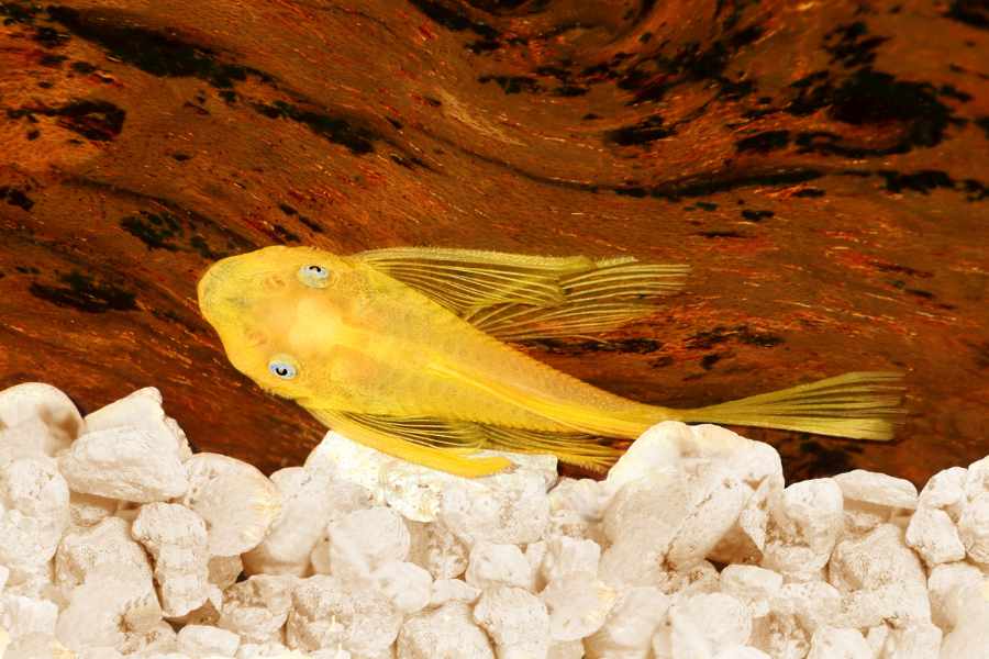 1. Pleco Ancistrus