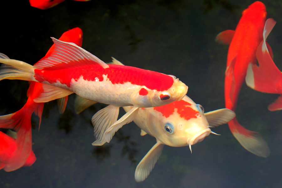 5. Carpa Koi