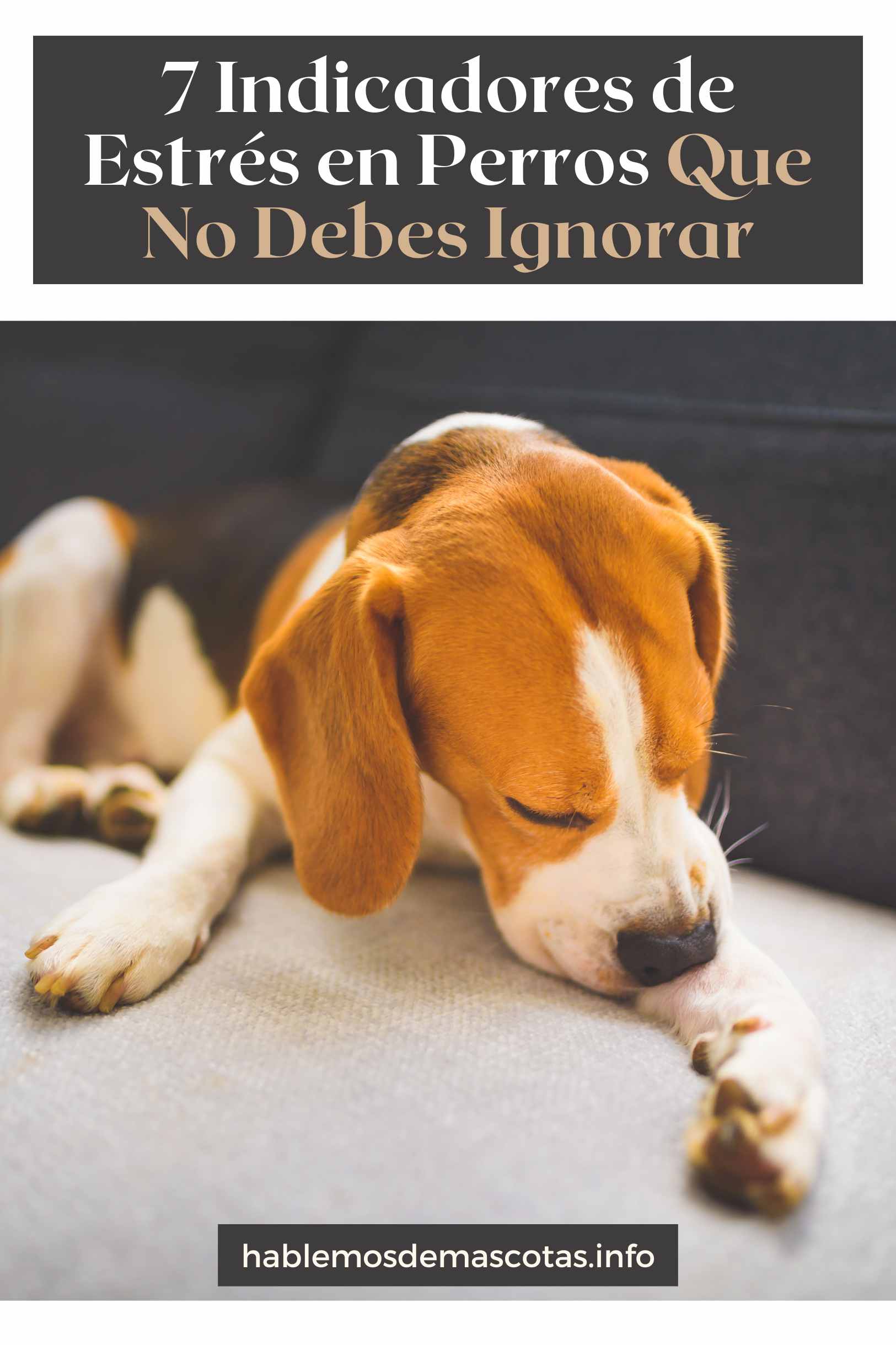 7 Indicadores de Estrés en Perros Que No Debes Ignorar