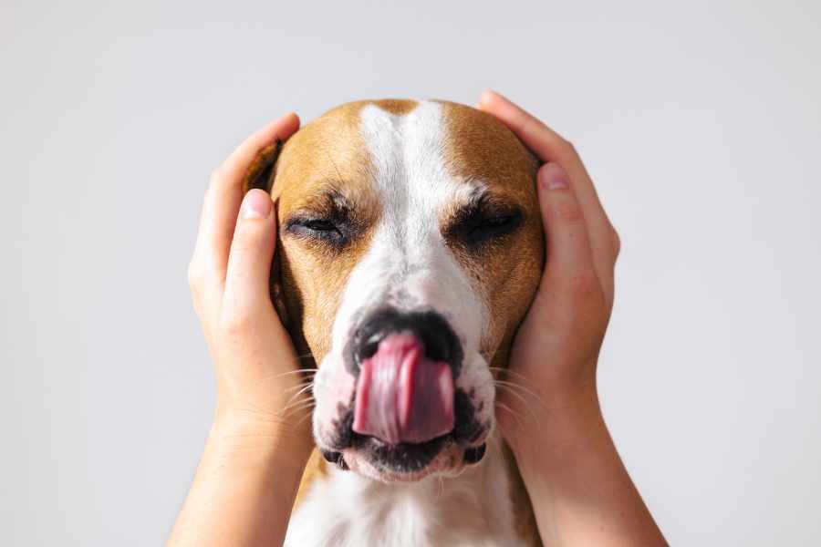 7 Señales de Estrés en Perros Que Podrías no Ver