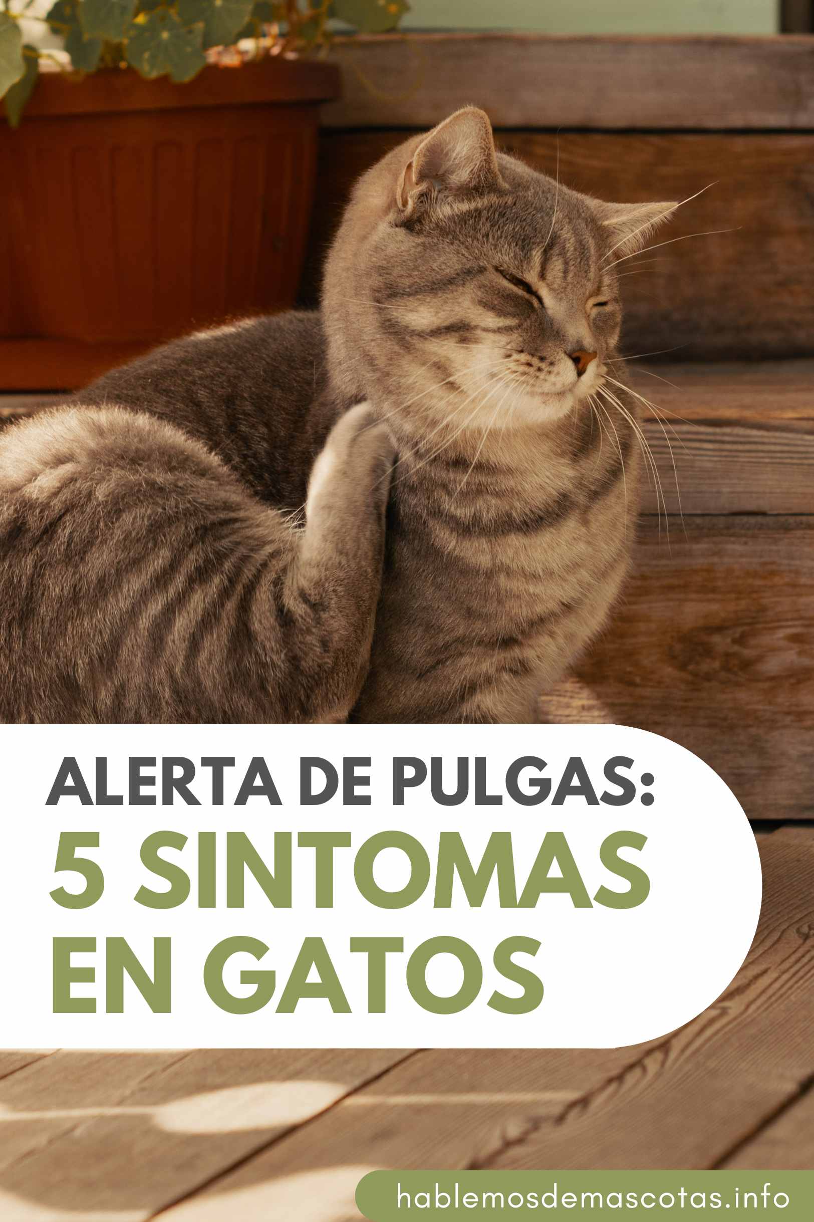 Alerta de Pulgas_ 5 Síntomas en Gatos