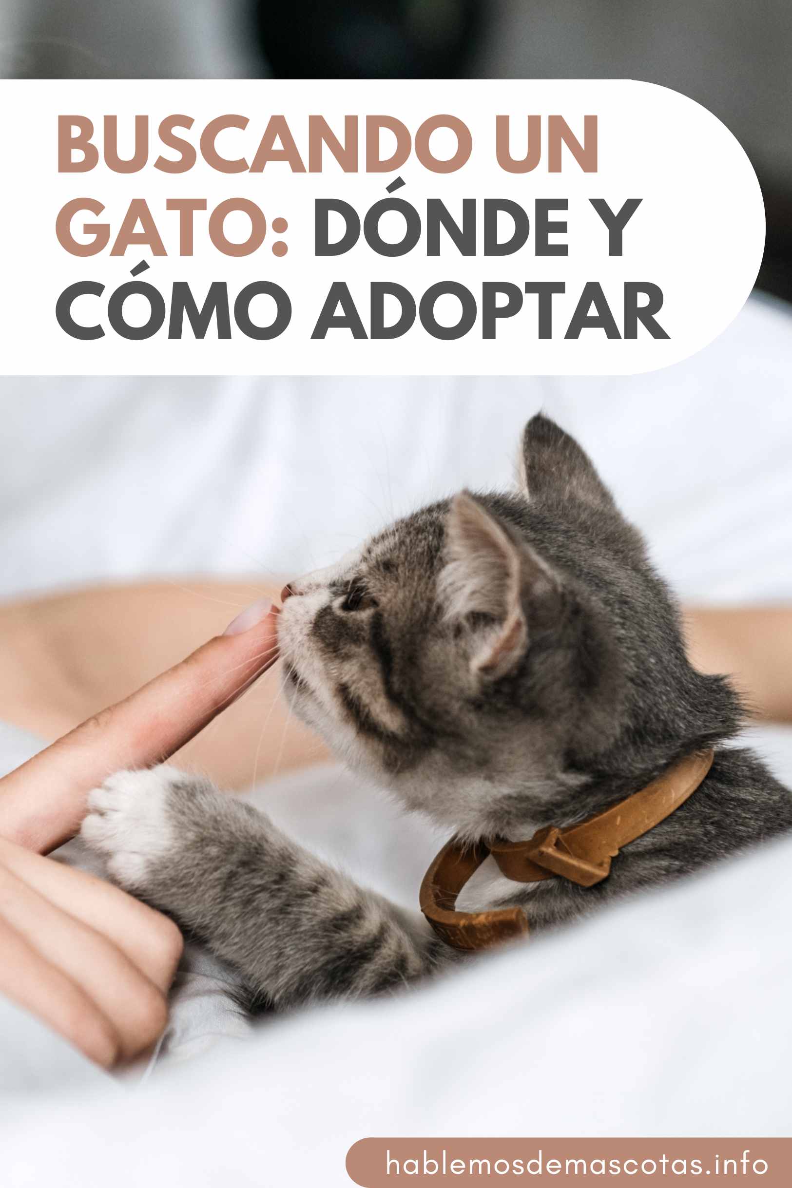 Buscando un Gato_ Dónde y Cómo Adoptar