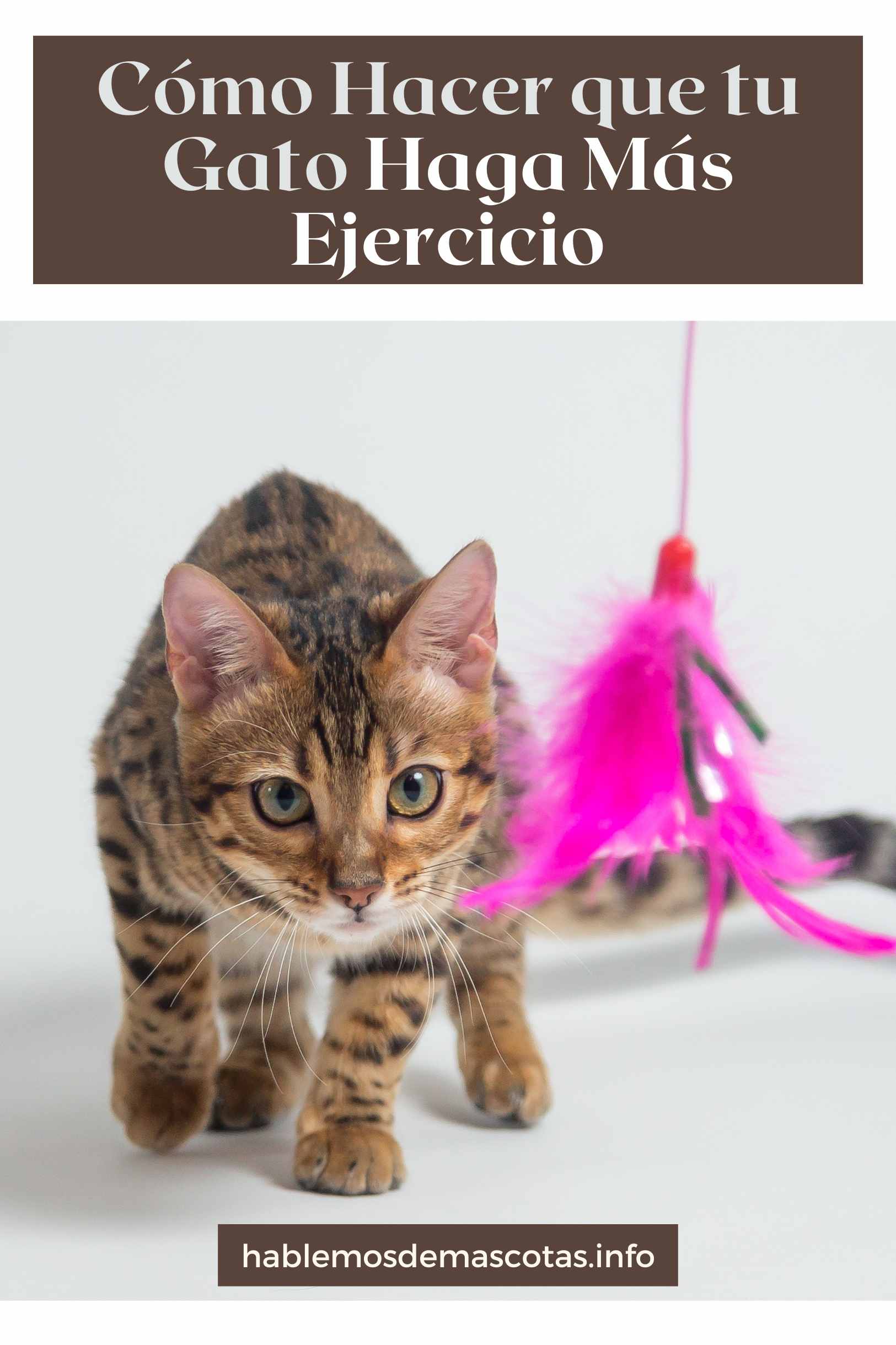 Cómo Hacer que tu Gato Haga Más Ejercicio