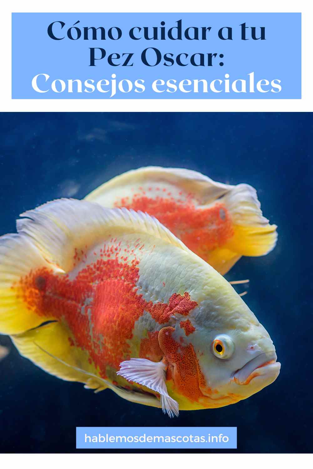 Cómo cuidar a tu pez Oscar_ Consejos esenciales