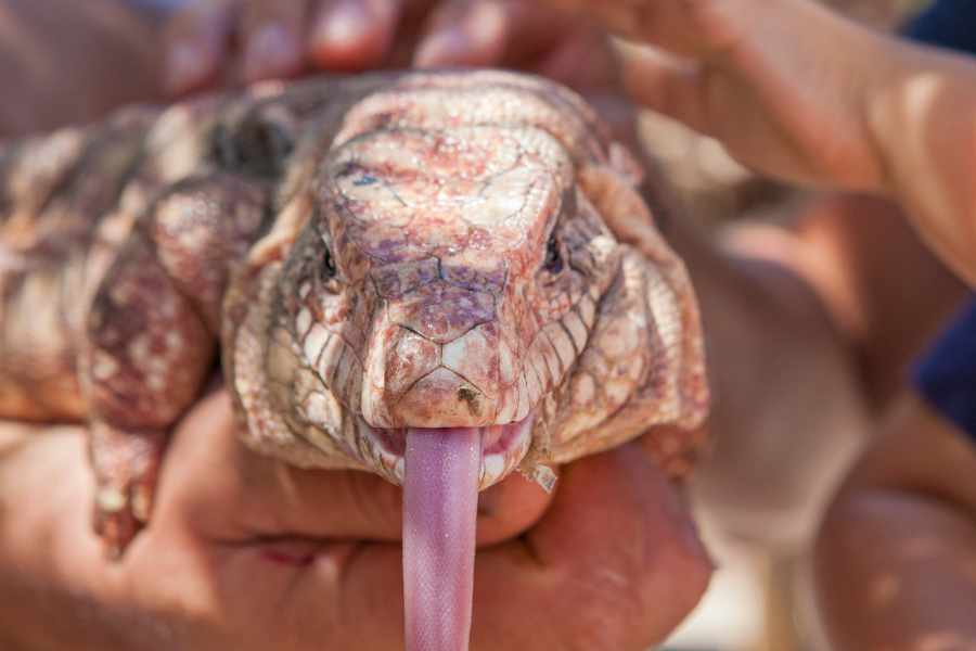 Conociendo Al Tegu Argentino