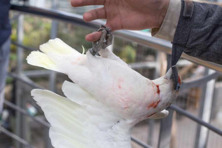 Consejos para Adiestrar Loros y Evitar Mordeduras
