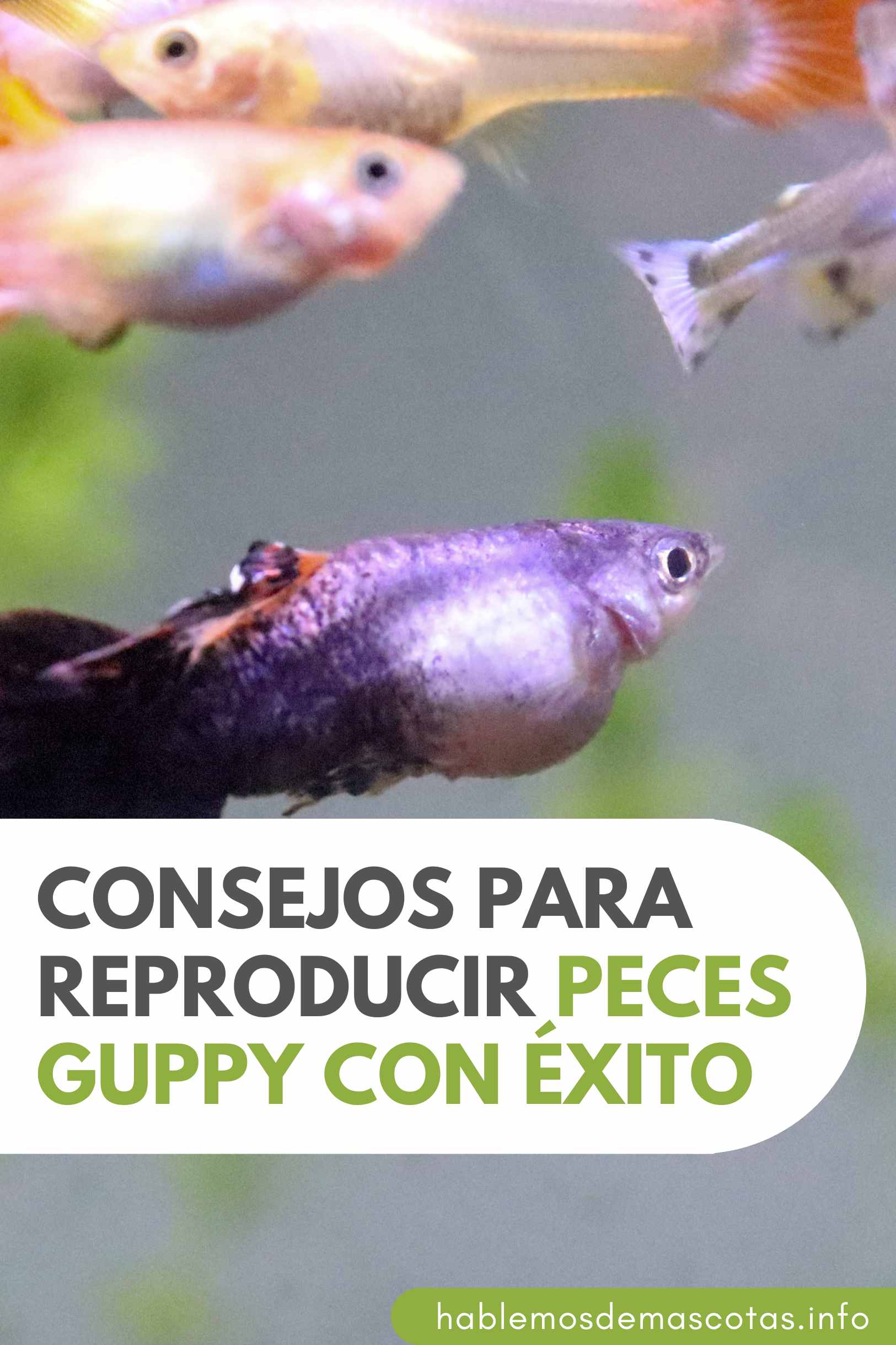 Consejos para Reproducir Peces Guppy con Éxito