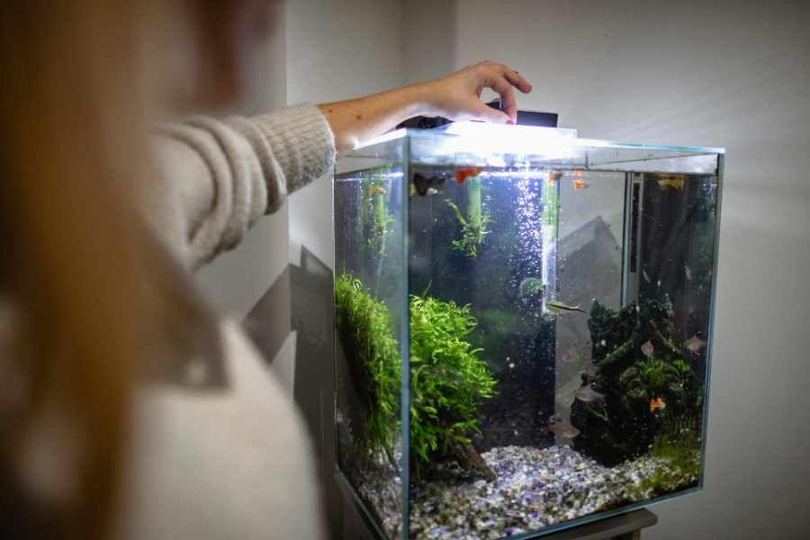 Consejos para alimentar a tus peces
