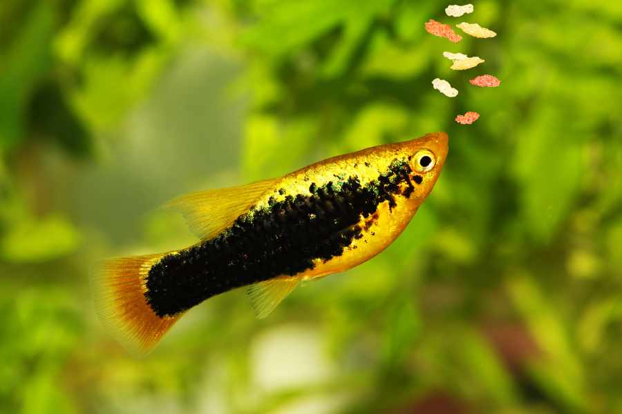 Consideraciones al elegir alimentos para peces tropicales