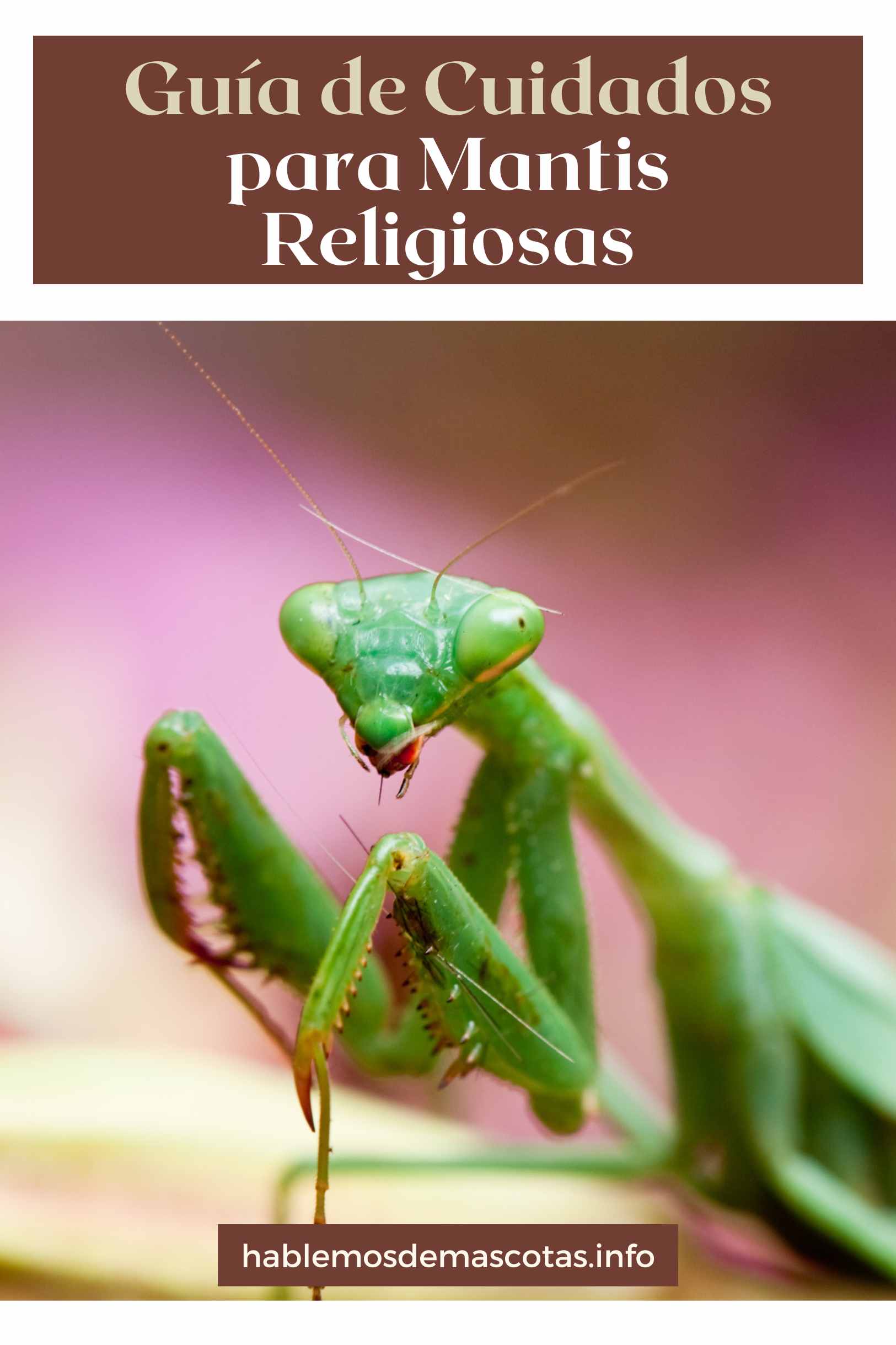 Guía de Cuidados para Mantis Religiosas
