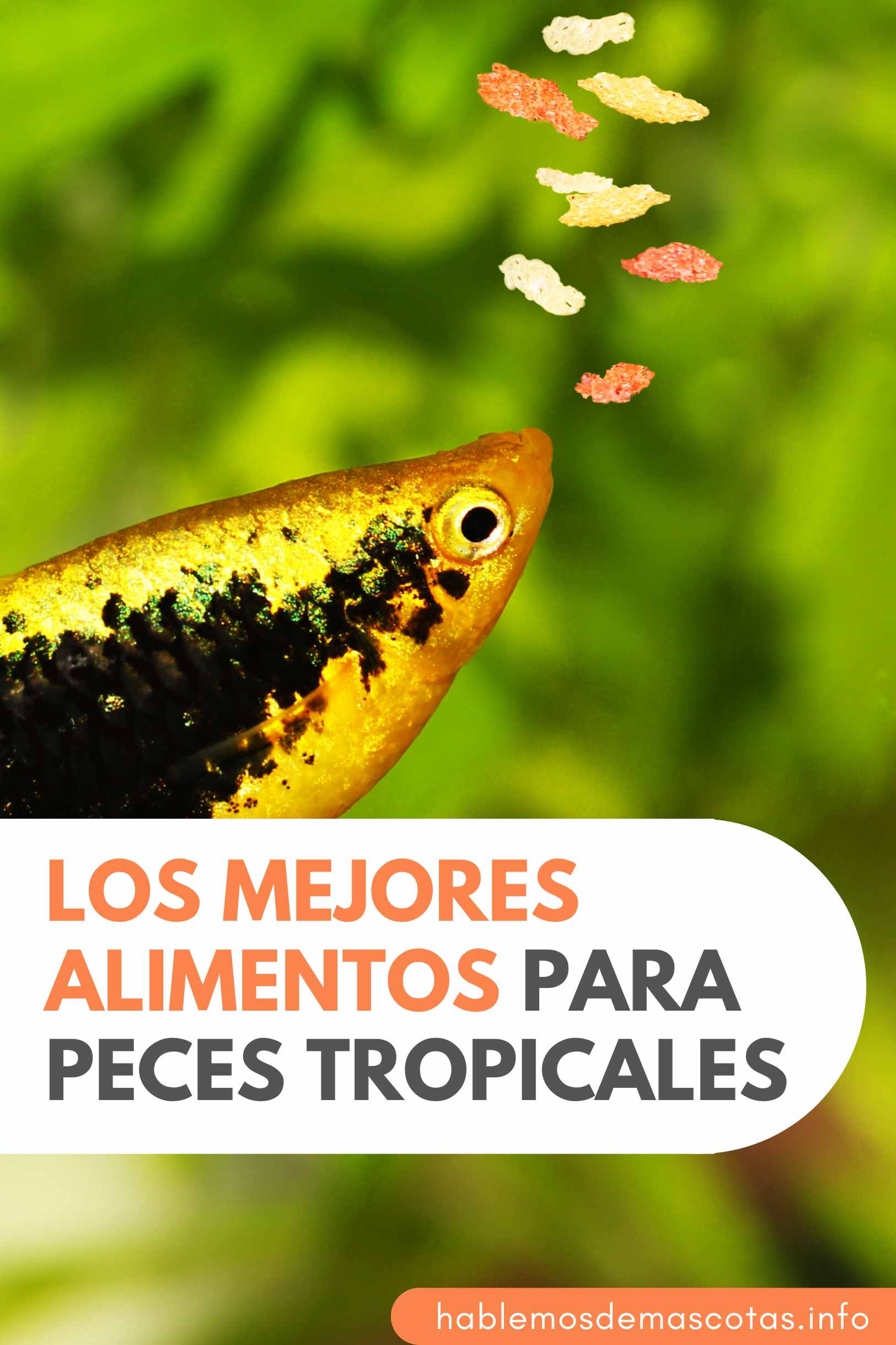 Los Mejores Alimentos para Peces Tropicales