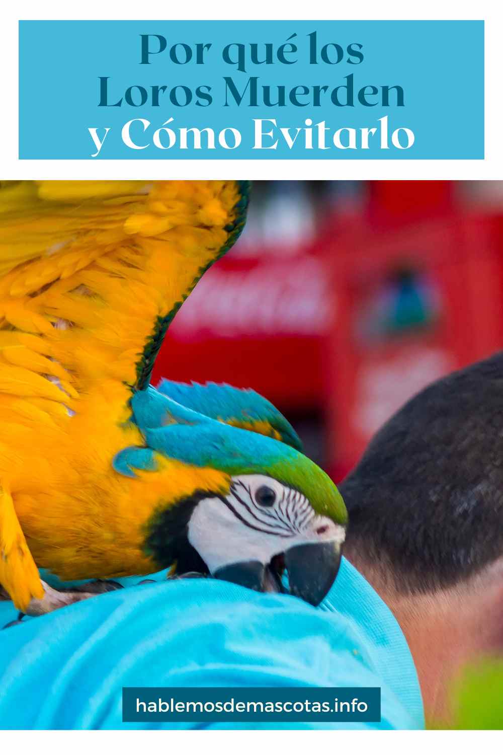 Por qué los Loros Muerden y Cómo Evitarlo