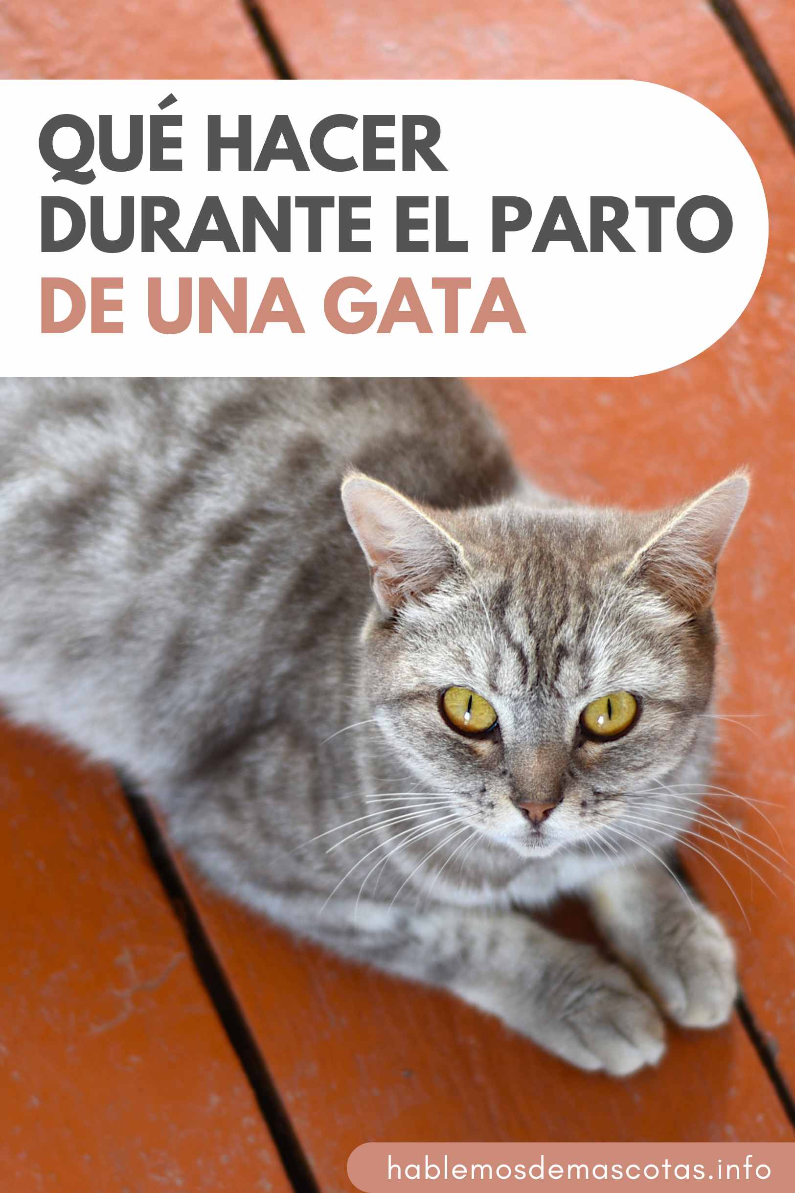 Qué Hacer Durante el Parto de una Gata