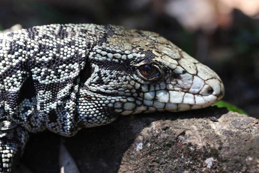 Tegu Argentino - Guía Completa de Cuidados