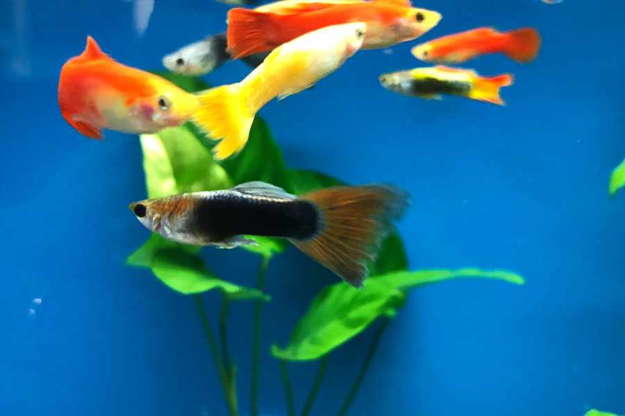 ¿Cómo criar peces guppy de colores diferentes