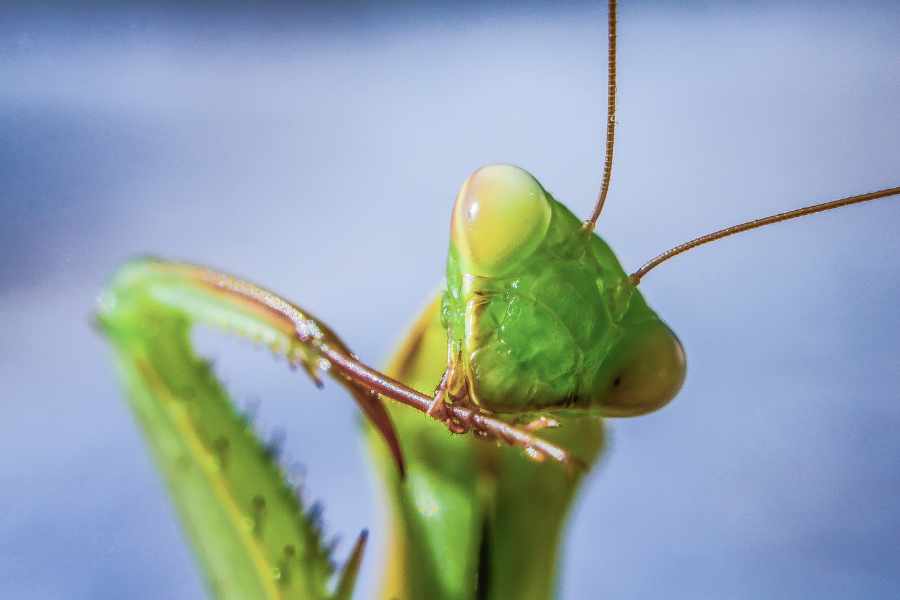 ¿Cómo cuidar una mantis religiosa