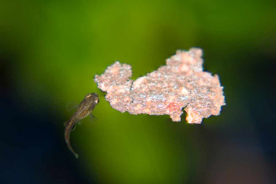 ¿Cómo evitar que los peces guppy se coman a sus crías
