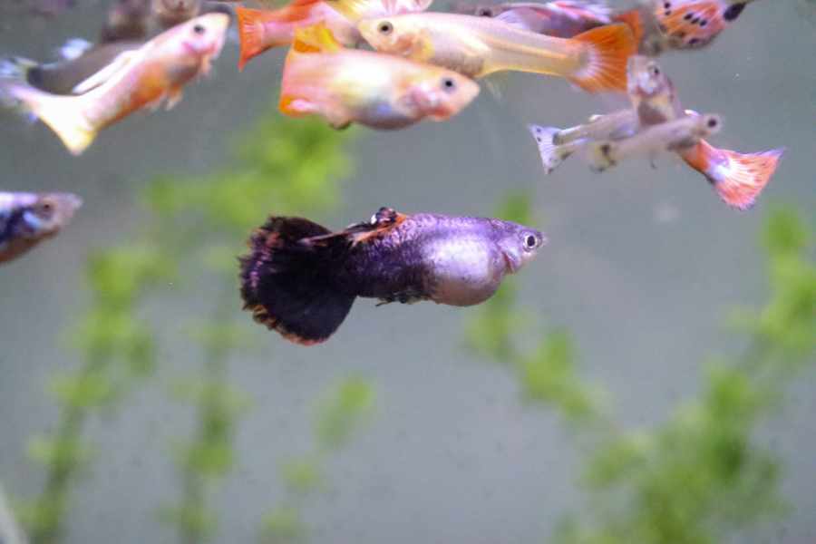 ¿Cómo saber si una hembra guppy está embarazada