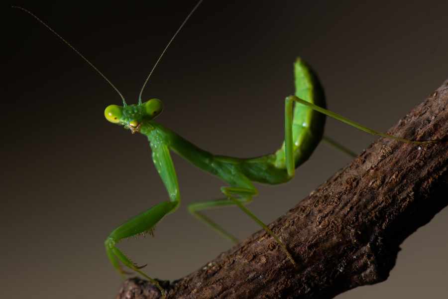 ¿Cómo se reproducen las mantis religiosas