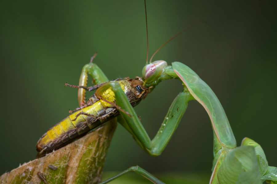 ¿Qué comen las mantis religiosas