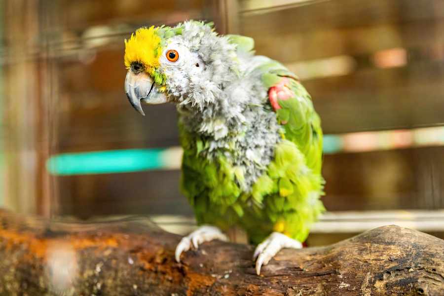 4. Ácaros en la Piel