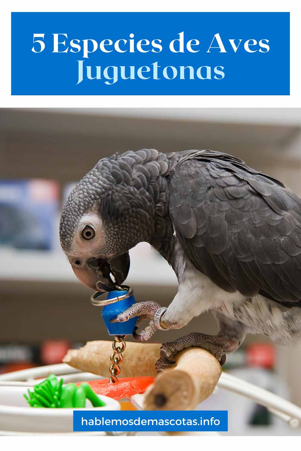 5 Especies de Aves Juguetonas