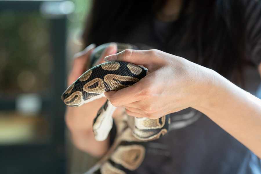 Características de los Tipos de Reptiles Domésticos