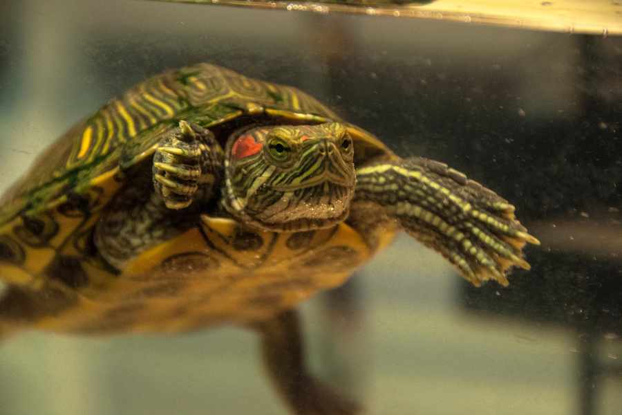 Clasificación de los Tipos de Reptiles Domésticos