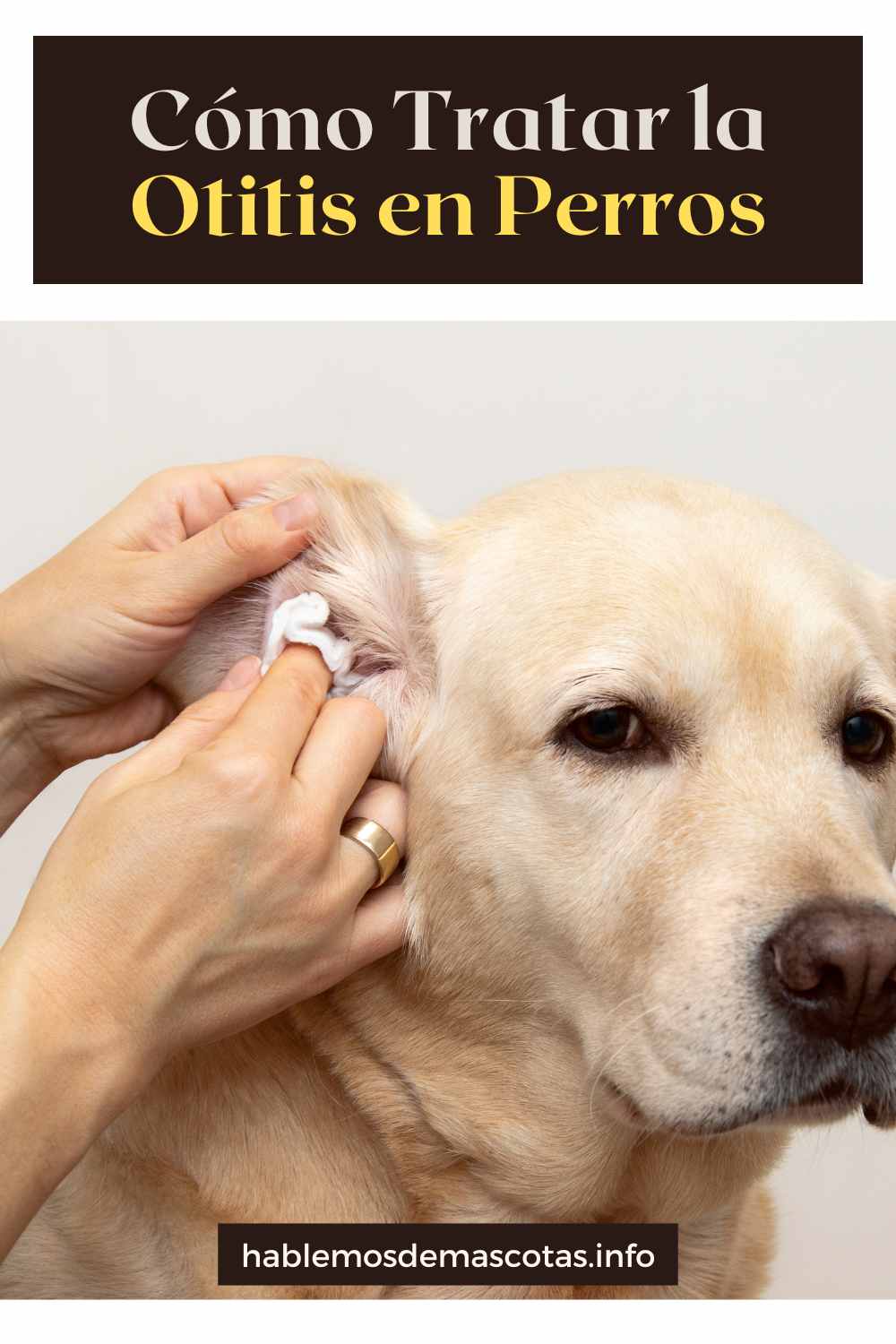 Cómo Tratar la Otitis en Perros