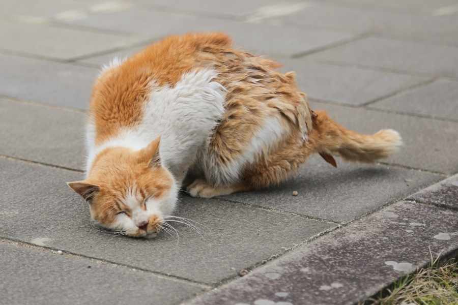 Comportamiento cambiante en gatos con pulgas