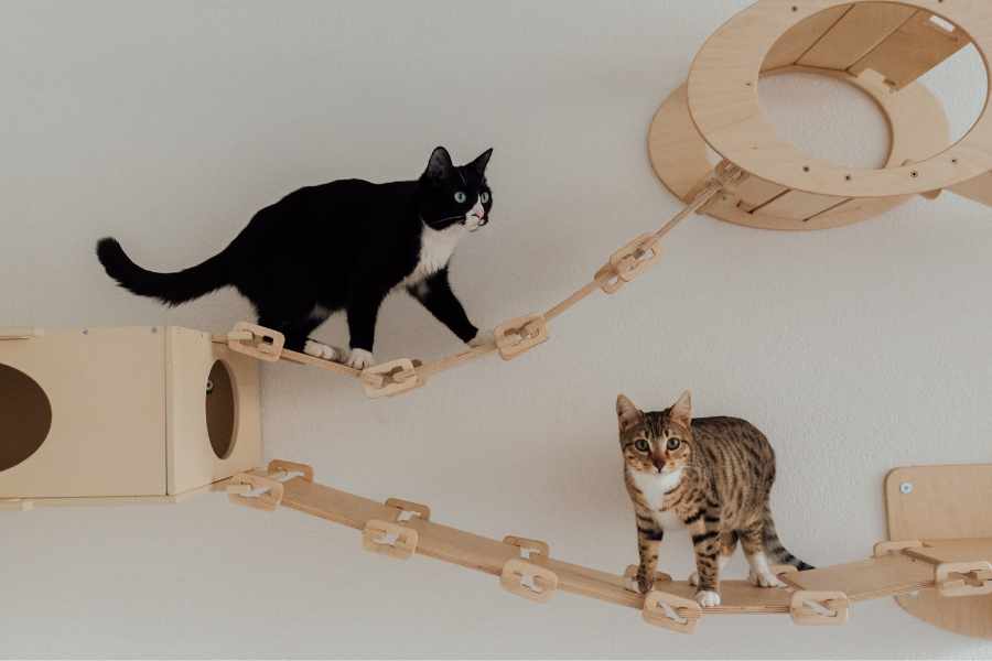 Consejos Fáciles para que Tu Gato Haga Ejercicio