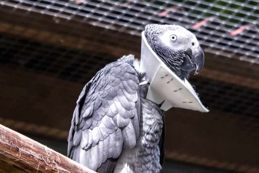 Enfermedades Comunes en Aves