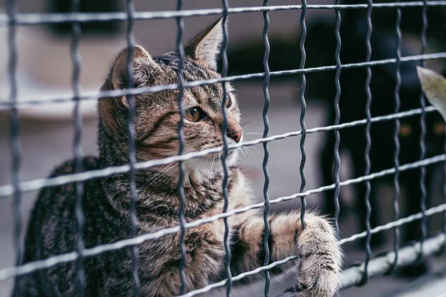Lugares en Donde Puedes Adoptar un Gato