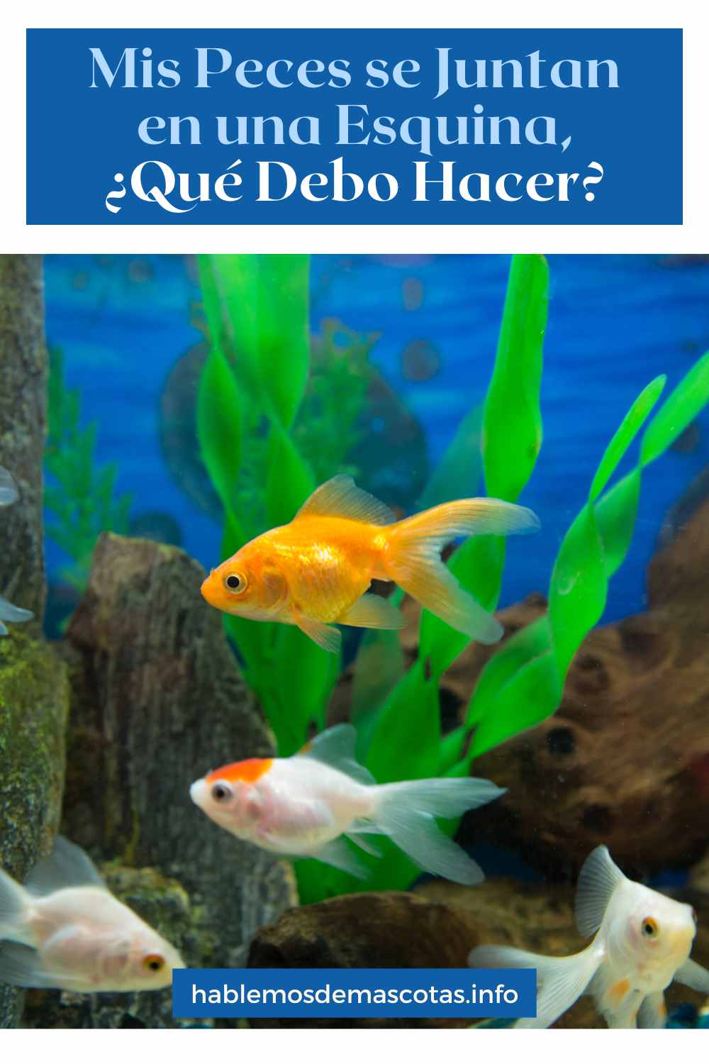 Mis Peces se Juntan en una Esquina, ¿Qué Debo Hacer