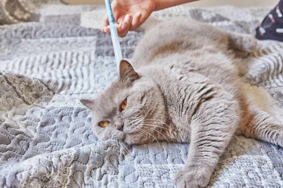 Productos y medicamentos antipulgas para gatos