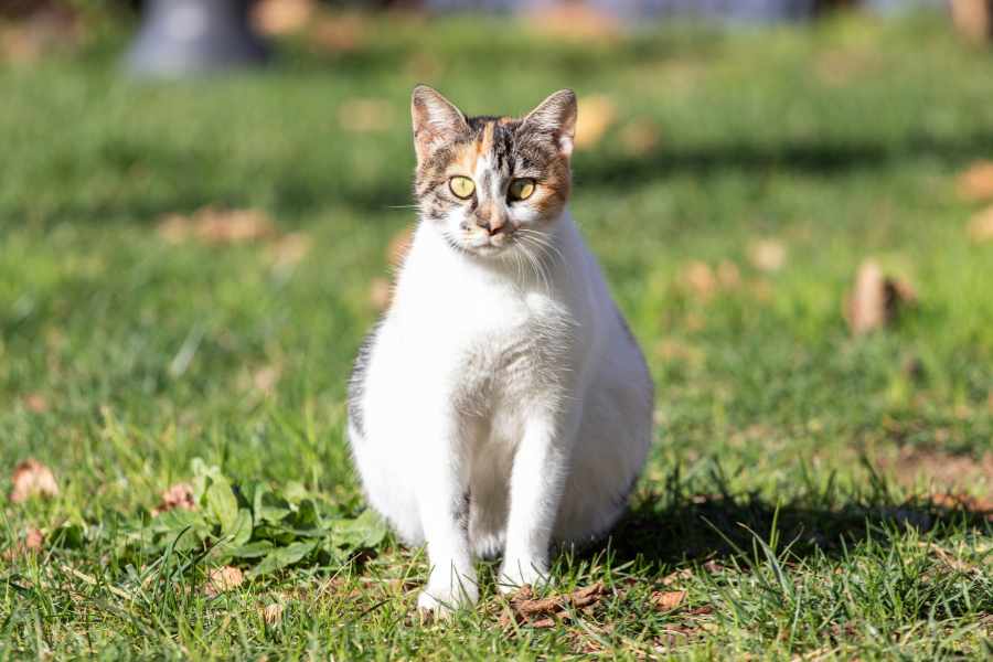 Qué Hacer Durante el Parto de una Gata