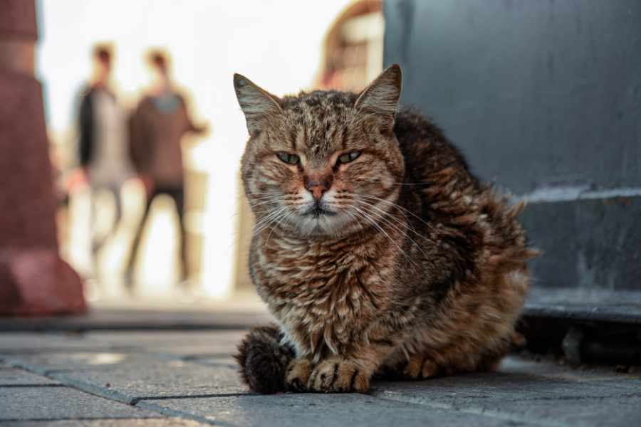 Qué Hacer si Adoptas un Gato de la Calle