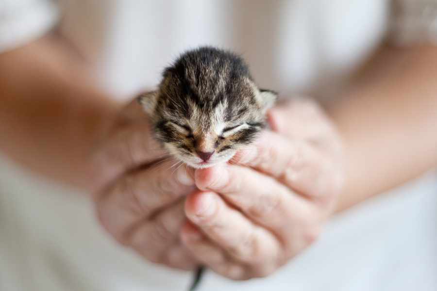 Qué No Hacer Durante el Parto de una Gata