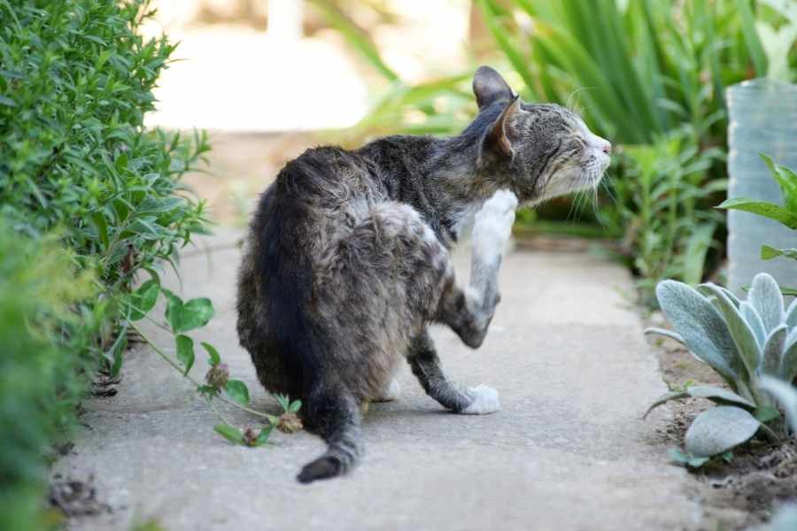 Síntomas físicos de pulgas en gatos