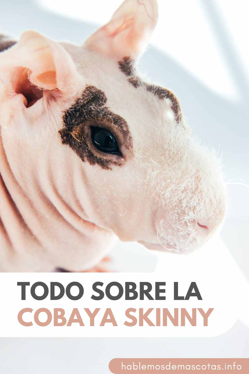 Todo sobre la Cobaya Skinny