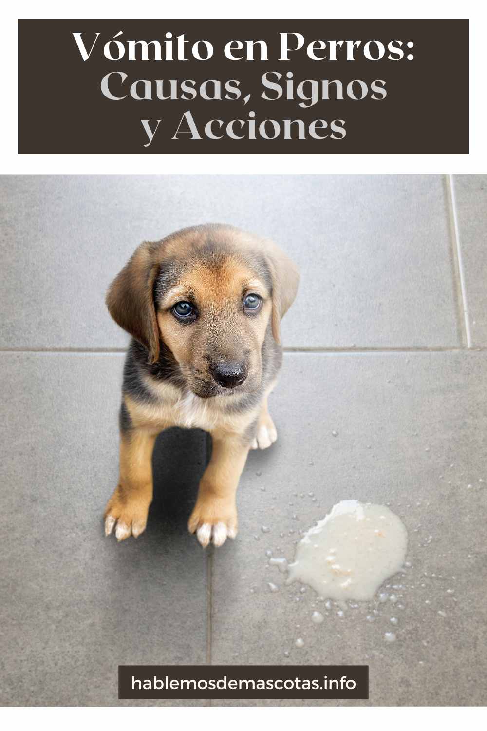 Vómito en Perros_ Causas, Signos y Acciones