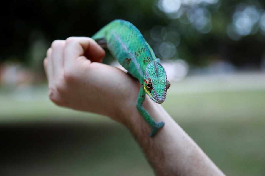 ¿Cuál es el Reptil Doméstico Ideal para Ti