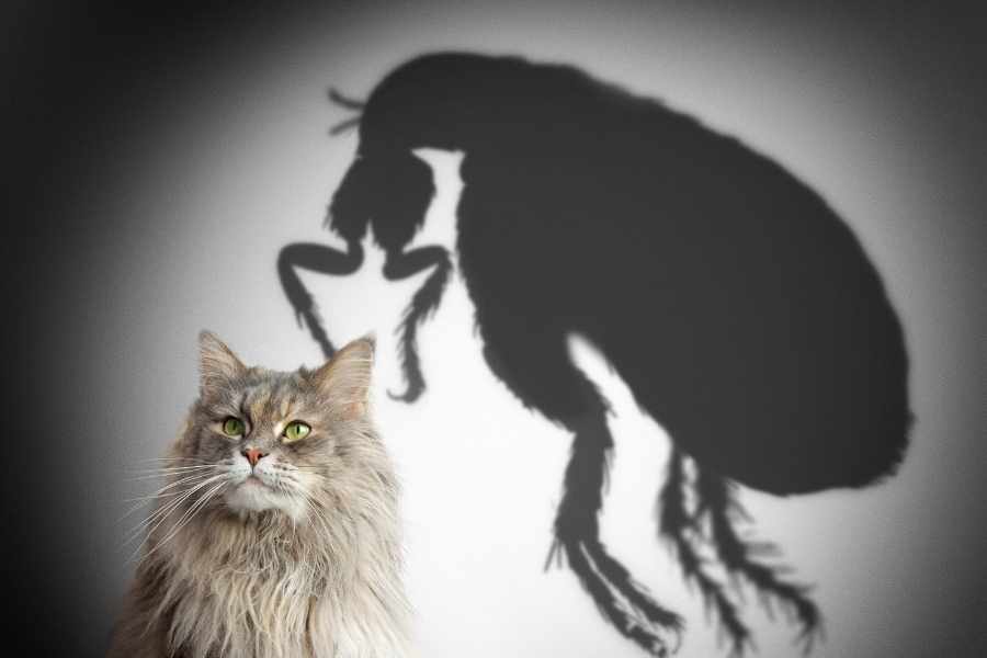 ¿Qué son las pulgas y cómo afectan a los gatos