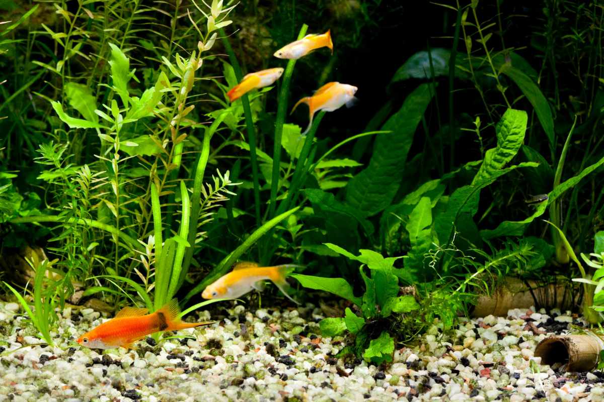 1. Factores Ambientales_ ¿El Acuario les Ofrece Seguridad