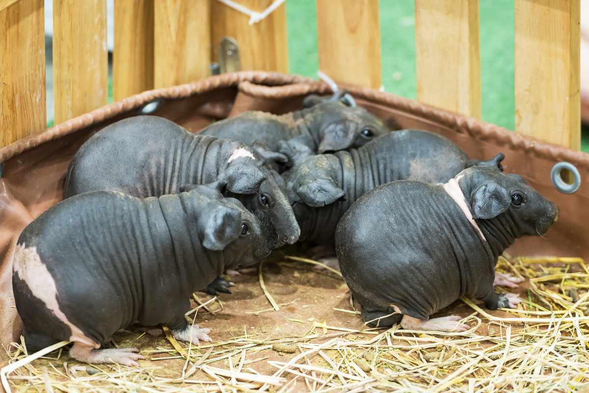 Características de la Cobaya Skinny_ Más que una Mascota Peluda