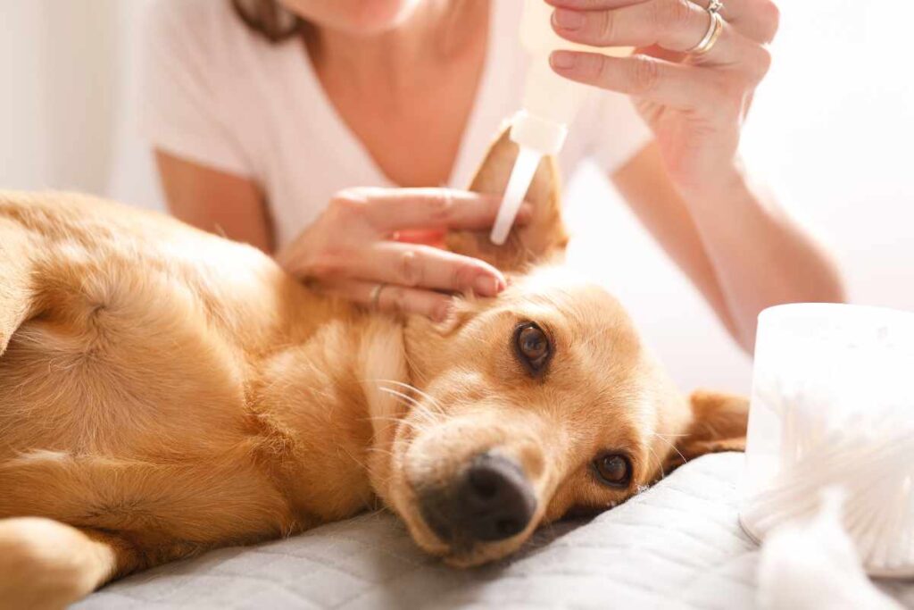 Cómo Tratar la Otitis en Perros (Infecciones de Oído)