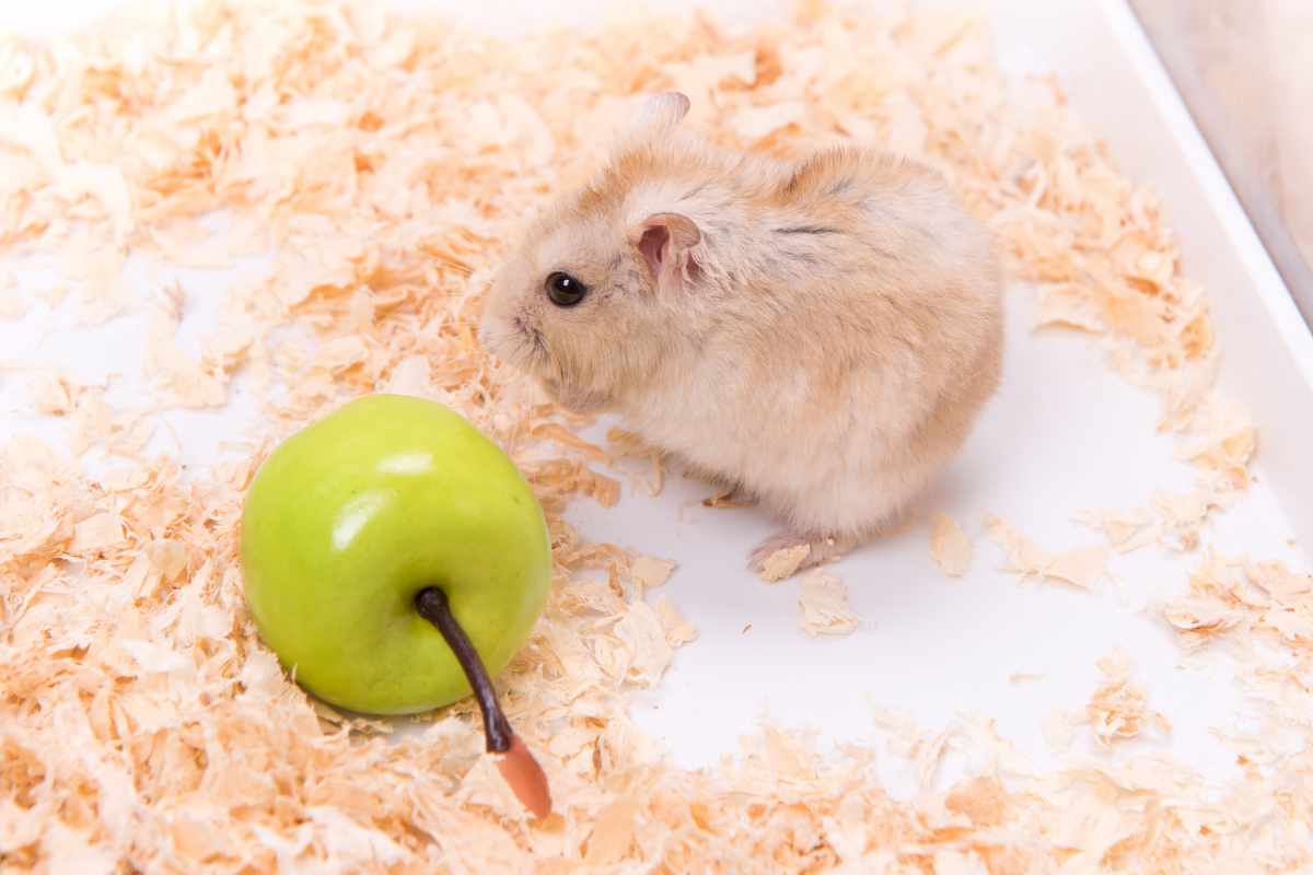 Frutas que los Hámsteres Pueden Comer de Manera Segura
