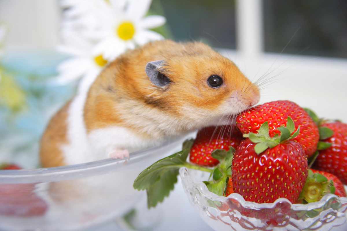 Incorporando Frutas de Forma Segura en la Dieta de tu Hámster