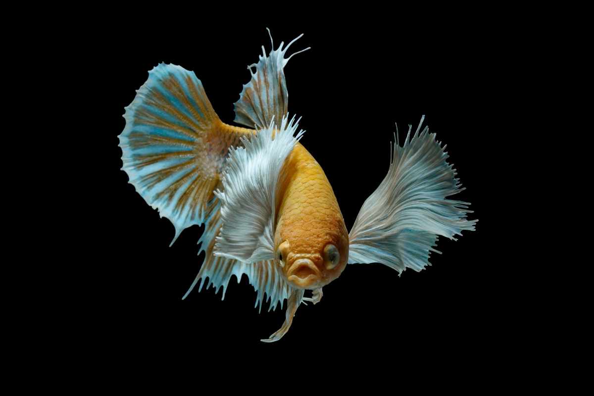 1. Betta_ Elegancia Duradera